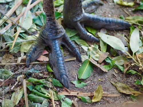 A closeup image of  an Emu's feet with thick scaley skin and sharp powerful claws. photo