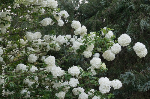 Closeup of a Chinese snowball viburnum (Viburnum macrocephalum) shrub photo