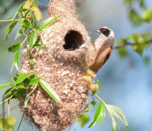 Closeup shot of a Eurasian penduline tit (Remiz pendulinus) perched on its nest photo