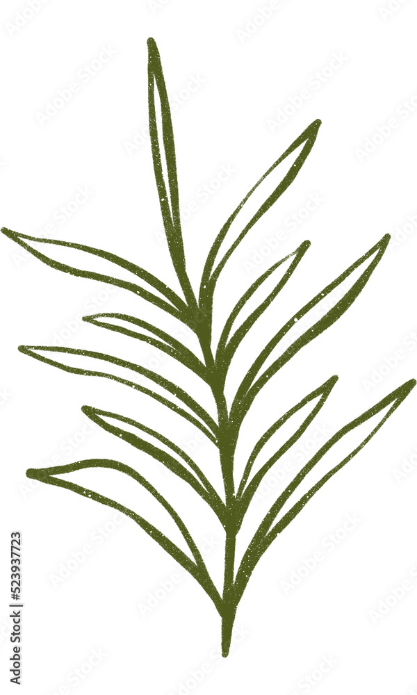 Fototapeta premium plant isolated on white background