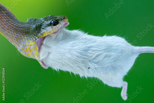 Fototapeta Naklejka Na Ścianę i Meble -  Black-headed cat snake Boiga nigriceps eating big mouse