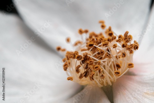 Close-up high-angle view of the white flower dense stamens