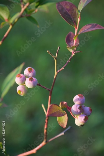 Vertical shot of rabbit-eye blueberry growing in the garden photo