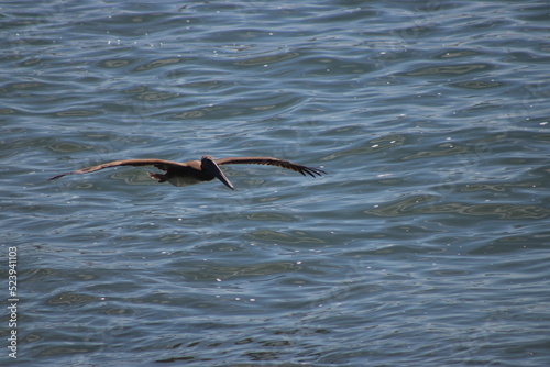 Flying over the water