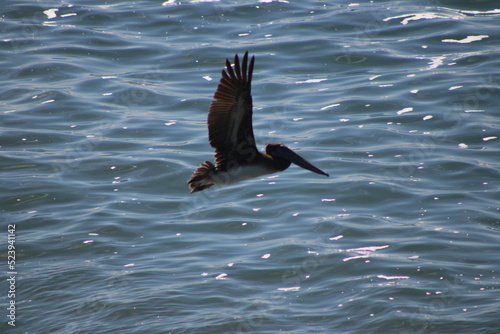 Flying over the water