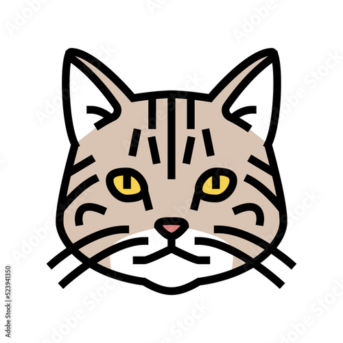 american shorthair cat cute pet color icon vector illustration