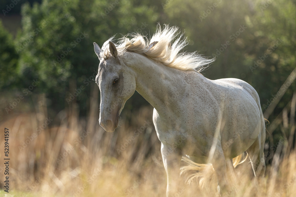 Portrait of a beautiful white arabian horse gelding running across a pasture in late summer outdoors Portrait of a beautiful white arabian horse gelding running across a pasture in late summer outdoors