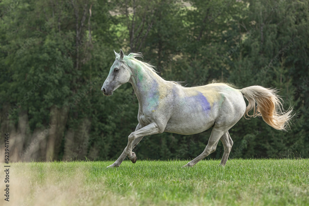 Portrait of a beautiful white arabian horse gelding running across a pasture in late summer outdoors Portrait of a beautiful white arabian horse gelding running across a pasture in late summer outdoors