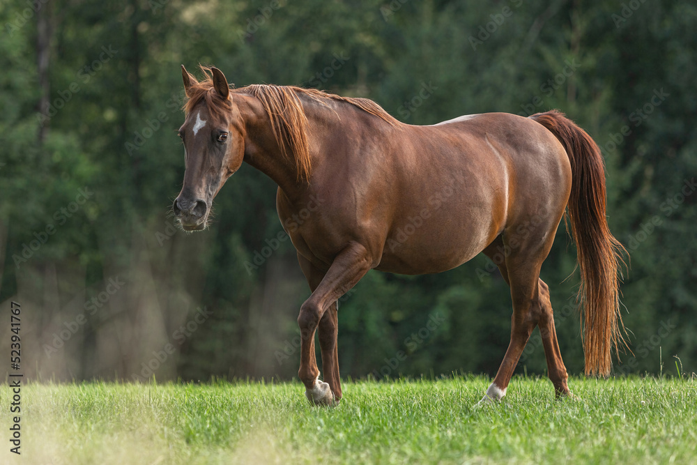 Portrait of a dark chestnut brown arabian crossbreed mare running across a pasture in late summer outdoors Portrait of a dark chestnut brown arabian crossbreed mare running across a pasture in late summer outdoors