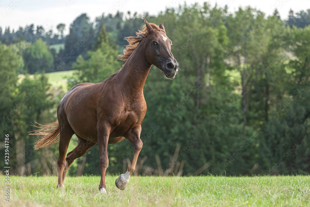 Portrait of a dark chestnut brown arabian crossbreed mare running across a pasture in late summer outdoors Portrait of a dark chestnut brown arabian crossbreed mare running across a pasture in late summer outdoors