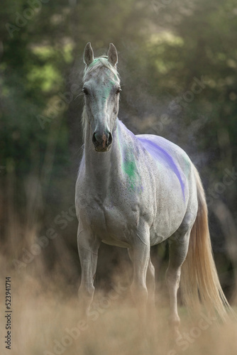Portrait of a white arabian horse gelding standing on a meadow in summer outdoors during sundown