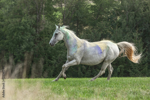 Portrait of a beautiful white arabian horse gelding running across a pasture in late summer outdoors