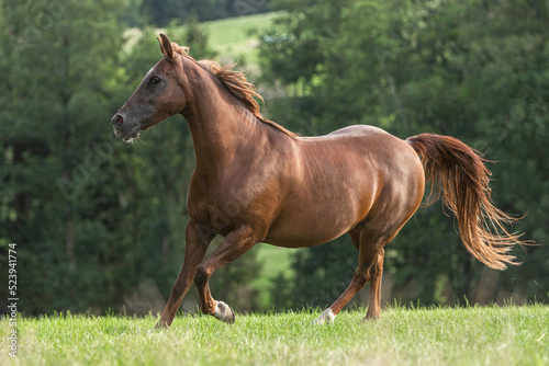 Portrait of a dark chestnut brown arabian crossbreed mare running across a pasture in late summer outdoors © Annabell Gsödl