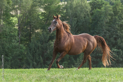Fototapeta Naklejka Na Ścianę i Meble -  Portrait of a dark chestnut brown arabian crossbreed mare running across a pasture in late summer outdoors
