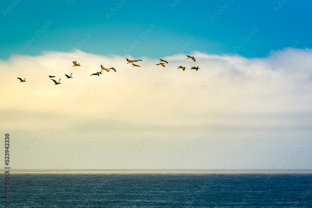  2022-08-16 A FLOCK OF PELICANS FLYING OFF OF THE COAST NEAR HALF MOON BAY WITH A CLOUD BANK IN THE BACKGROUND
