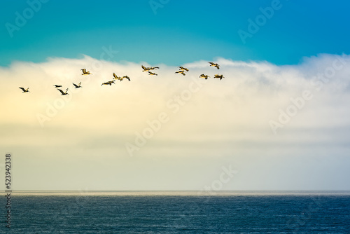  2022-08-16 A FLOCK OF PELICANS FLYING OFF OF THE COAST NEAR HALF MOON BAY WITH A CLOUD BANK IN THE BACKGROUND