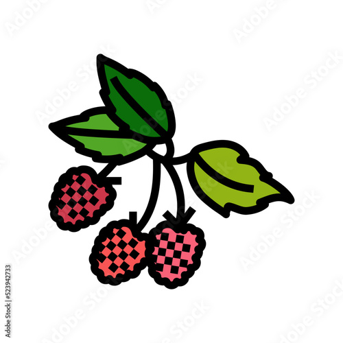 raspberry plant delicious color icon vector illustration