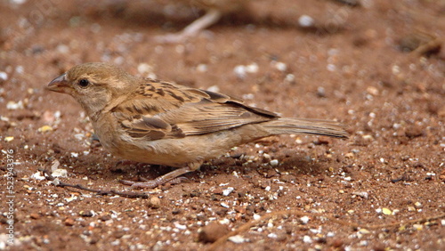 Female house sparrow (Passer domesticus) on the ground, eating bird seed, in a backyard in Pretoria, South Africa