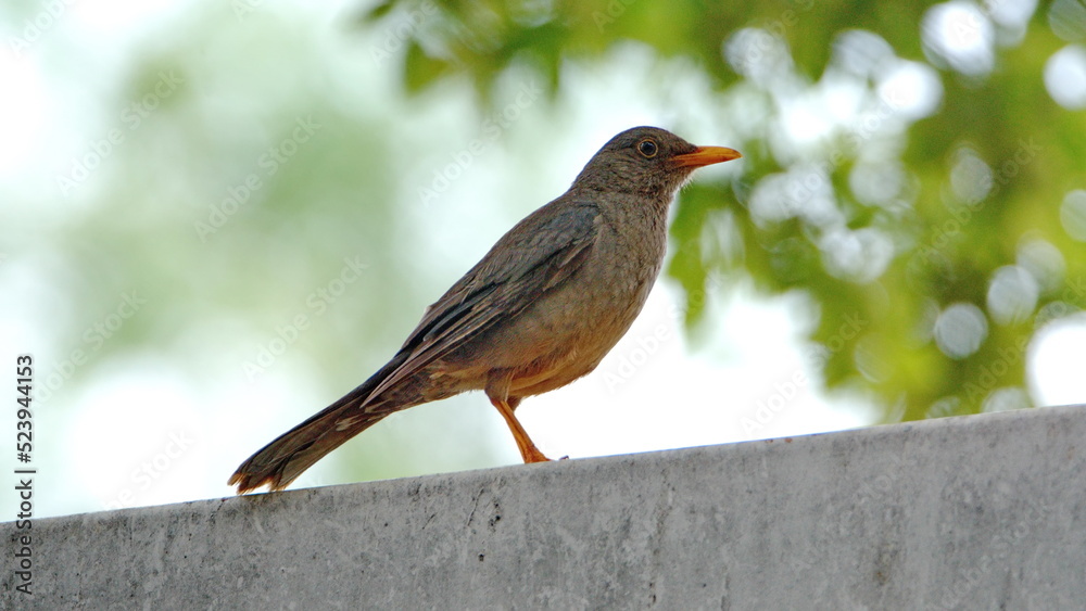 Karoo thrush (Turdus smithi) perched on a fence in a backyard in Pretoria, South Africa Karoo thrush (Turdus smithi) perched on a fence in a backyard in Pretoria, South Africa