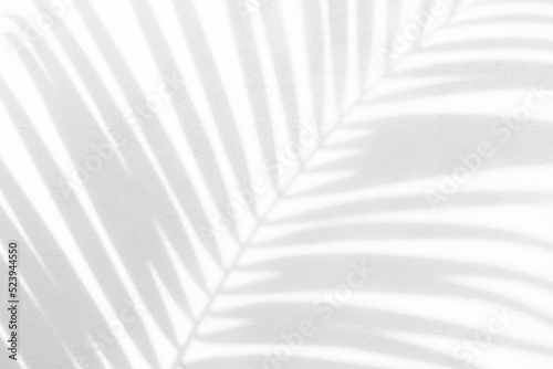 Palm leaf shade on white wall for use as background