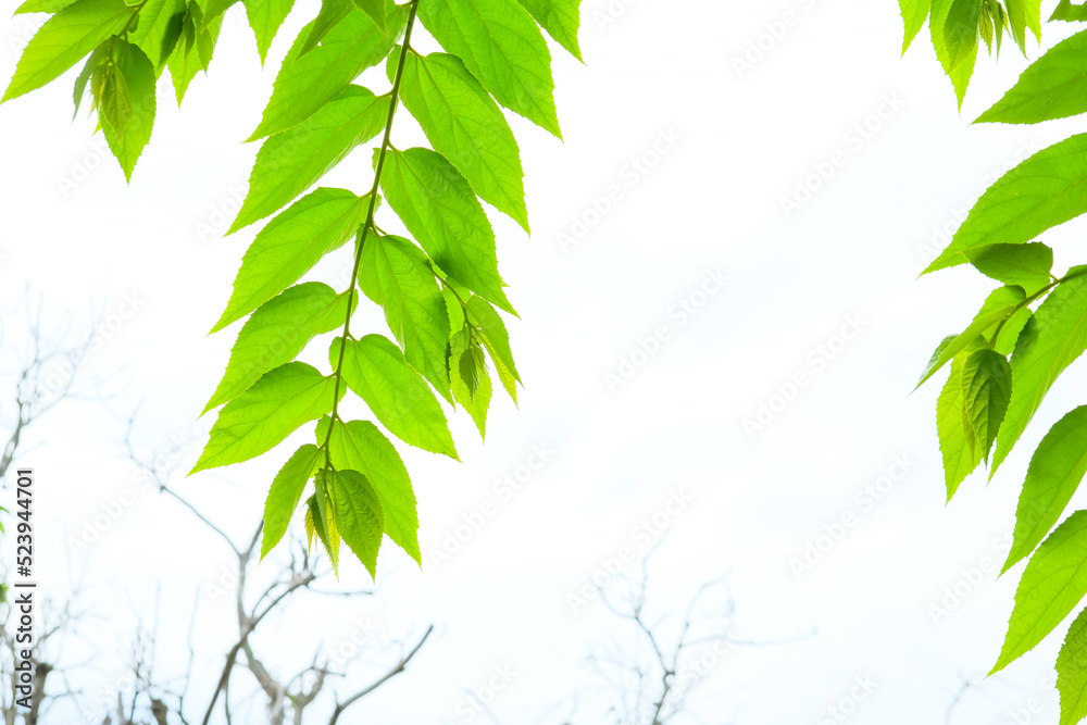 Leaves of the Muntingia Calabura plant in the garden. Muntingia Calabura is known to contain many health benefits Leaves of the Muntingia Calabura plant in the garden. Muntingia Calabura is known to contain many health benefits