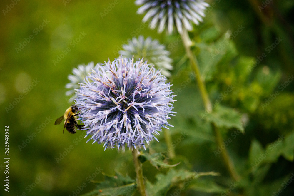 Bumblebee on a Purple Flower Bumblebee on a Purple Flower