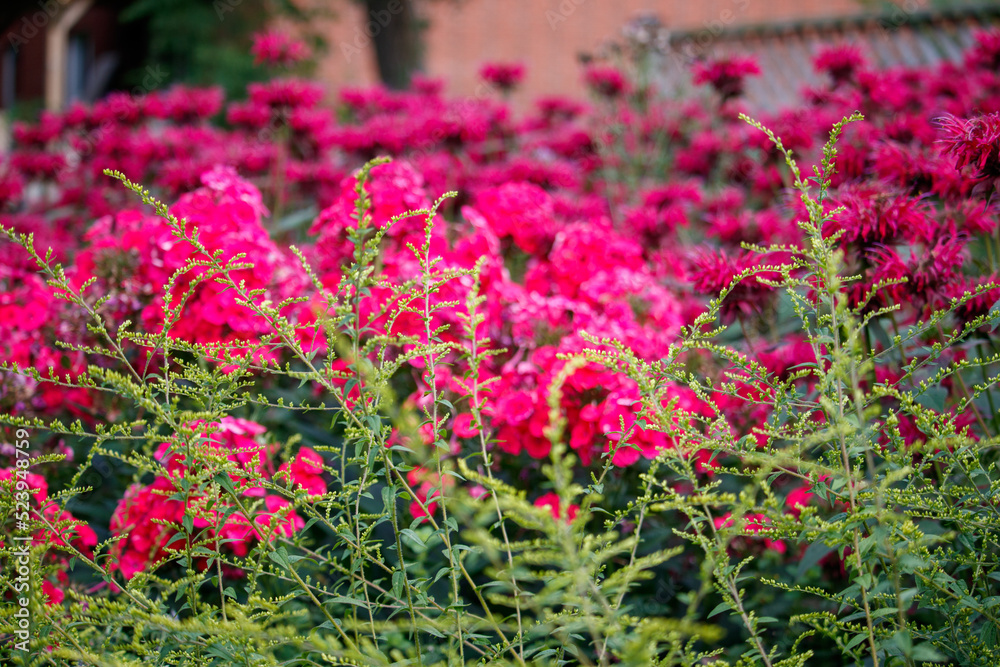 Pink Flowers in a Garden