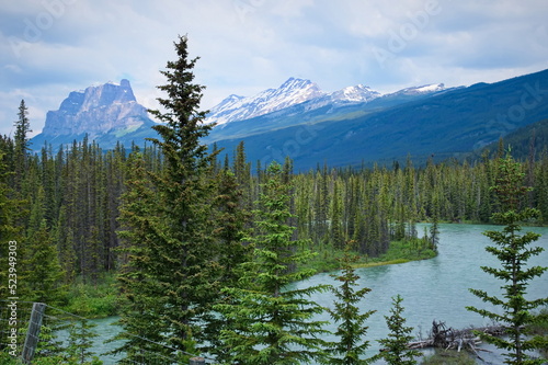 Scenic view of river flowing through coniferous forest