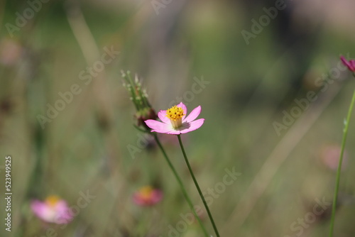 Cambodia. Cosmos is a genus, with the same common name of cosmos, consisting of flowering plants in the sunflower family.
