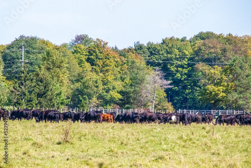 A Herd of Cows in a Field
