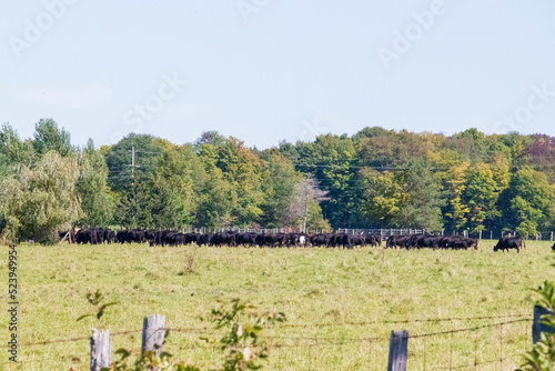A Herd of Cows in a Field