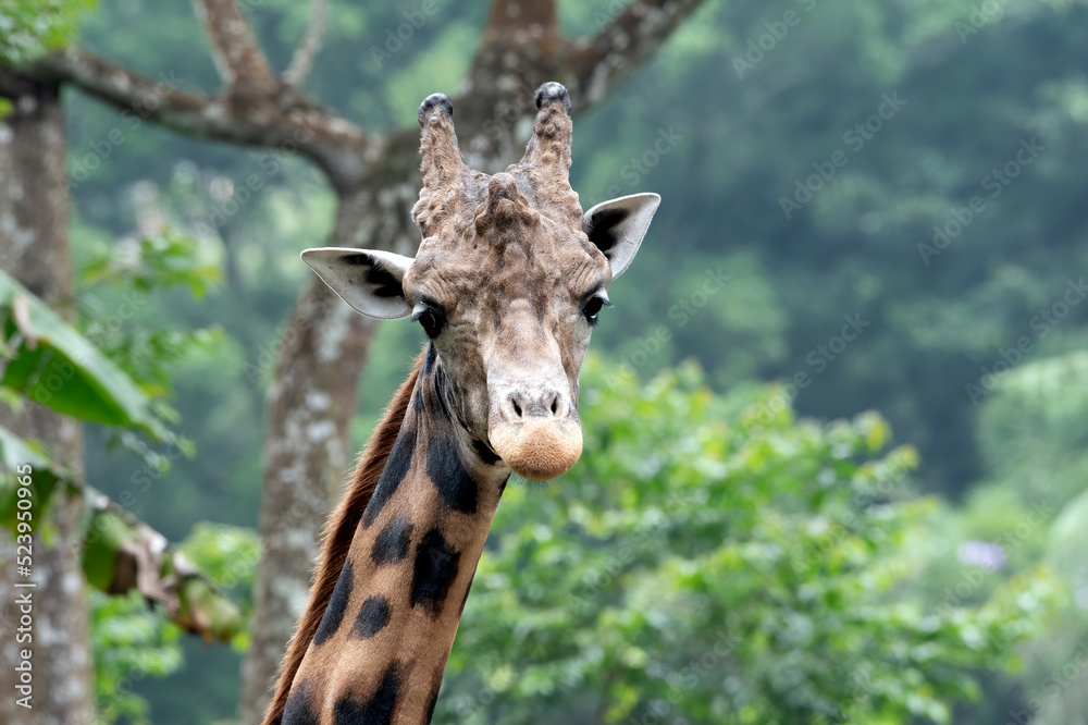 An African giraffe in a tropical forest An African giraffe in a tropical forest