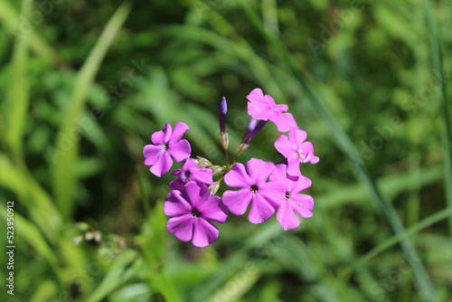 Summer phlox closeup in bright sun at Miami Woods in Morton Grove, Illinois