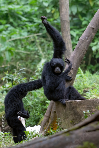 Portrait of a langur in the thick leaves
