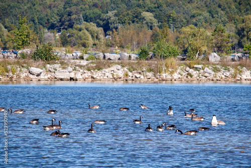 Canadian Geese in the Lake