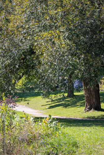 Path Through the Trees in Summer