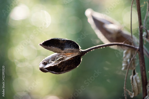 Abelmosk or Abelmoschus moschatus dried fruits on nature background. photo