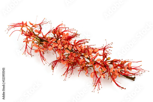Phyllocarpus septentrionalis branch flowers isolated on white nature background.