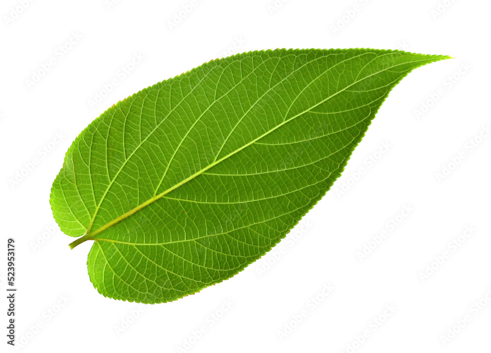 green leaf on transparent background png file green leaf on transparent background png file