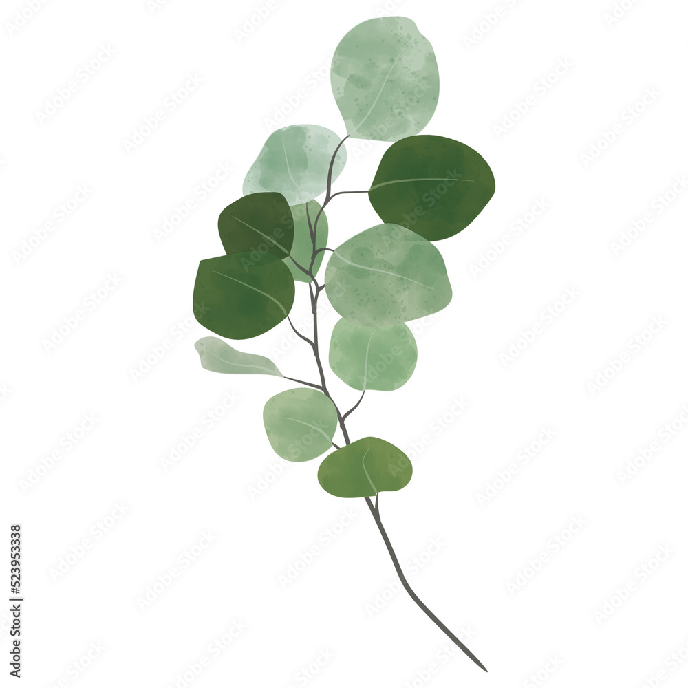 Obraz premium Eucalyptus Watercolor