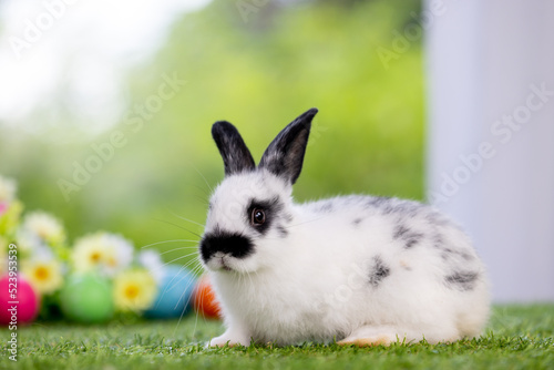 Lovely bunny easter fluffy baby rabbit with a basket full of colorful flowers and easter eggs on green garden nature background on warmimg day. Symbol of easter day festival. photo