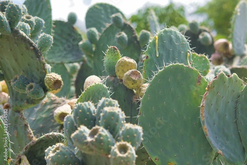 Cactus with fruit of Mexican xoconostles