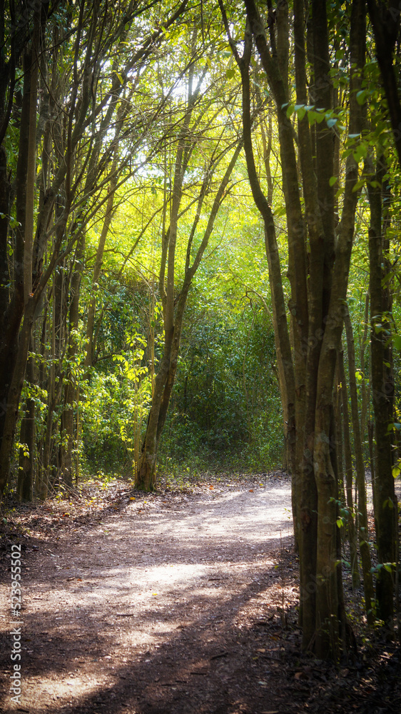 Obraz premium dirt trail going through a green forest at sunset