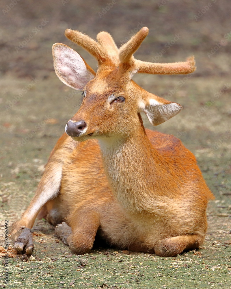 Sangai Deer / Manipur brow-antlered deer / Eld's deer Sangai Deer / Manipur brow-antlered deer / Eld's deer