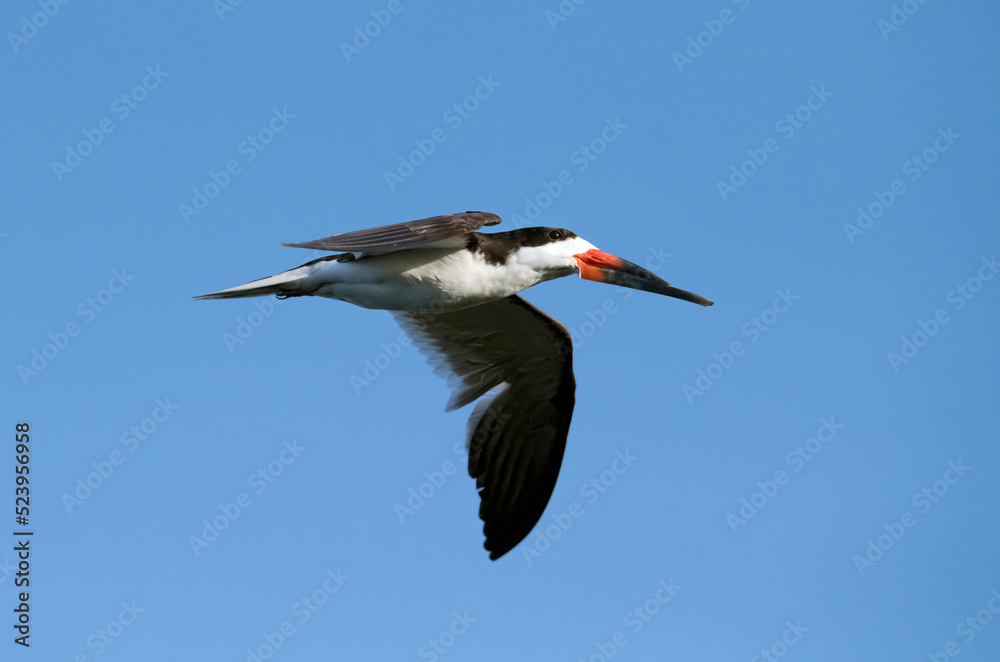 Obraz premium Black skimmer in flight against a clear blue sky background in Irvine California