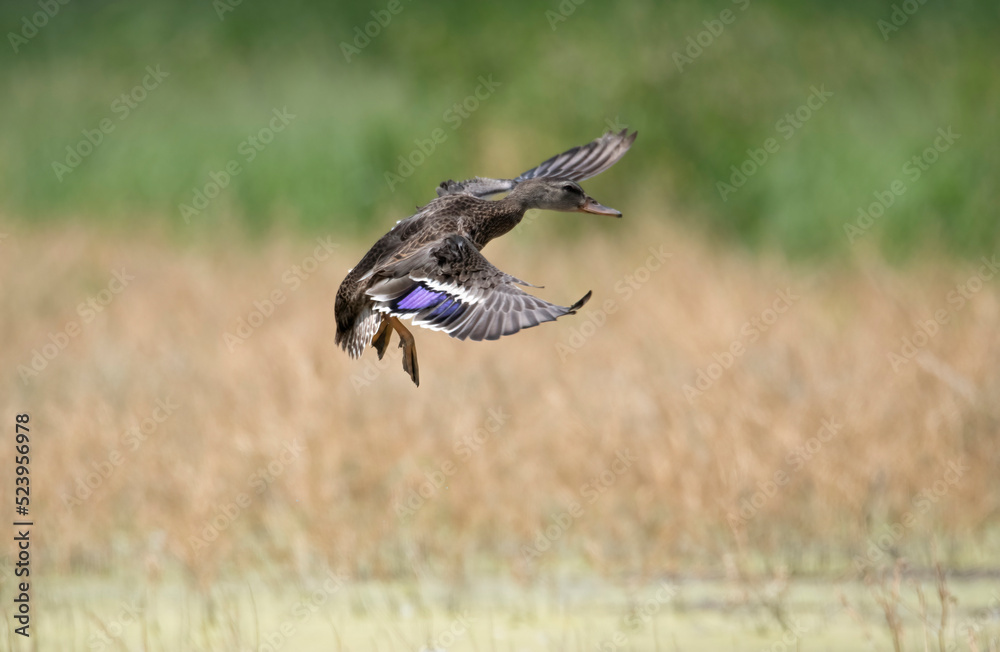 Obraz premium A mallard attempting to land in a dry grass landscape