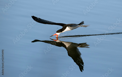 Black skimmer skimming over the water with asymmetrical orange beak in Irvine California photo