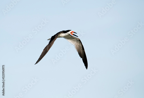Black skimmer with asymmetrical beak open in flight showing off the different mandible lenghts