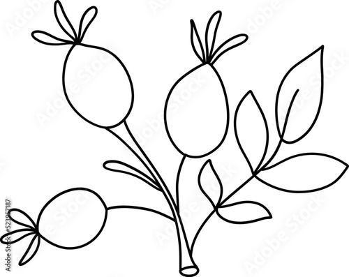 Autumn Holly berries, Autumn or Fall Animal, illustration