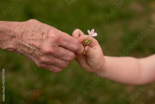 Closeup of grandmother's hand and child's hand sharing a flower blossom © Magenta Moss